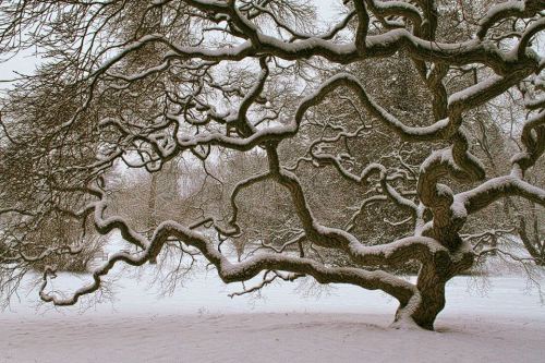 fravery:Japanese Maple Tree in Winter 