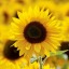 sunflowe2
