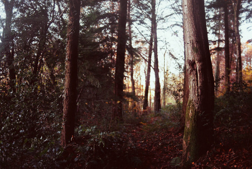 jacindaelena:    by Oliver Liria