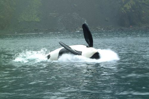 kodiiakk:  keikoisbetterthanyou: Keiko breaching in Iceland   for the wild heart