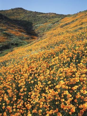 have ya’ll been to lake elsinore?