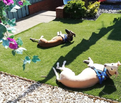 What a day to bask in the #sun. #dog #doggo #dogsofinstagram #lurcher #newcastle #visitnewcastle #bu