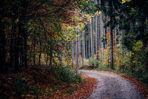 Forstweg im Herbst by Olli Henze Facebook | Waldlandschaft | Posterlounge | Instagram | 500px