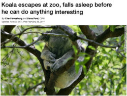 srsfunny:  Koala Escapes