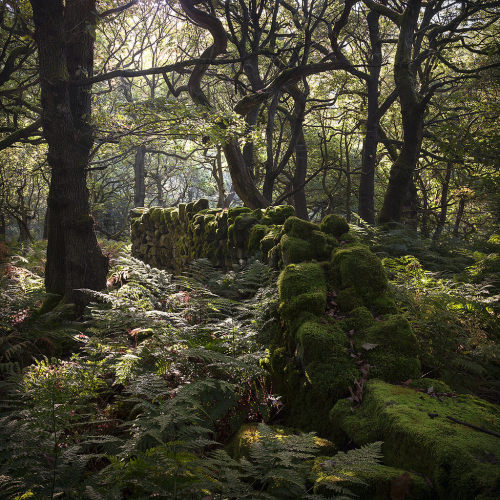 wanderthewood:Padley Gorge, Peak District, England by vuzephotography.co.uk