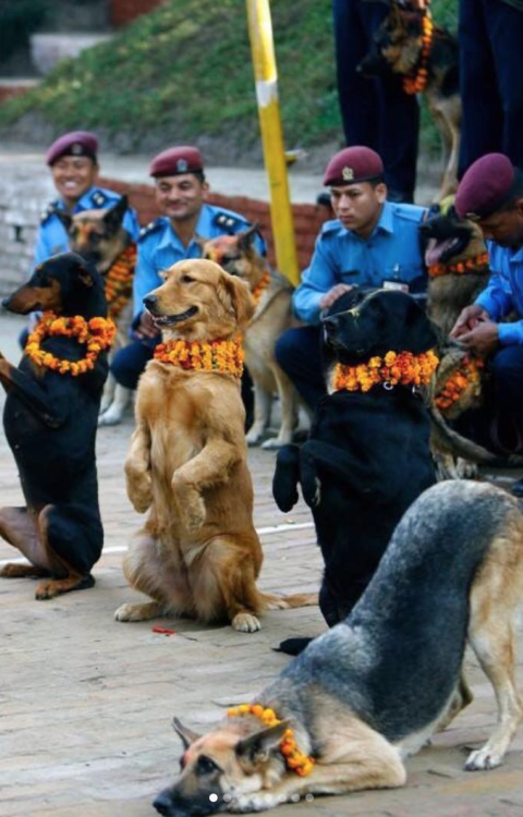 babyanimalgifs - Beautiful festival in Nepal thanks dogs for...