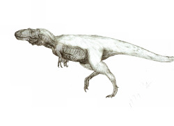 fuckyeahdinoart:  Tyrannosaur by ~Teratophoneus 