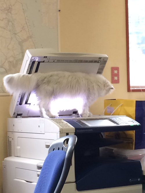 fibbunny: fairyflirty: jadeichor: periegesisvoid: very valuable document Cat scan copy cat Paw 