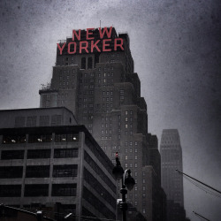Nevver:  New Yorker