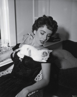 fewthistle:  Elizabeth Taylor and kitten. 1952. Photographer: Unknown (MGM publicity shot) 
