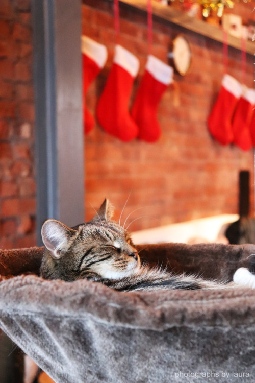 photographsbylaura:Christmas at Tabby Teas Cat Café, Sheffield.