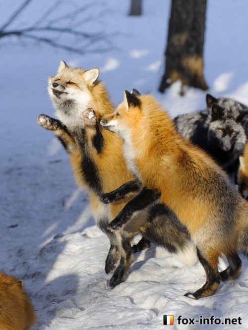 everythingfox:knyne-luvr:everythingfox:When the beat is sickTag yourself I’m the fox leaving in the 