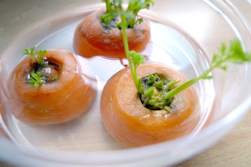 teratomarty: fragiledewdrop: amroyounes: 8 vegetables that you can regrow again and again. Scallions