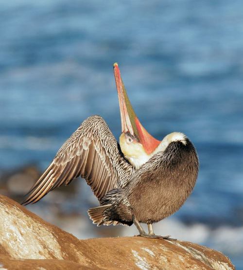 lizardking90:Brown Pelican Photo courtesy of:http://tgreybirds.com/Pages/BrownPelicanp.html