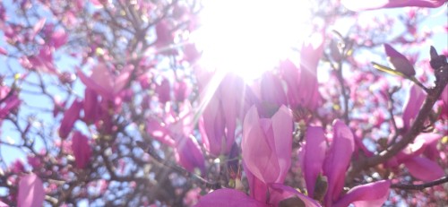 And Here Are Some More.. These Are Japanese Magnolias. I Don't Know What The Last Tree Was, I Forgot