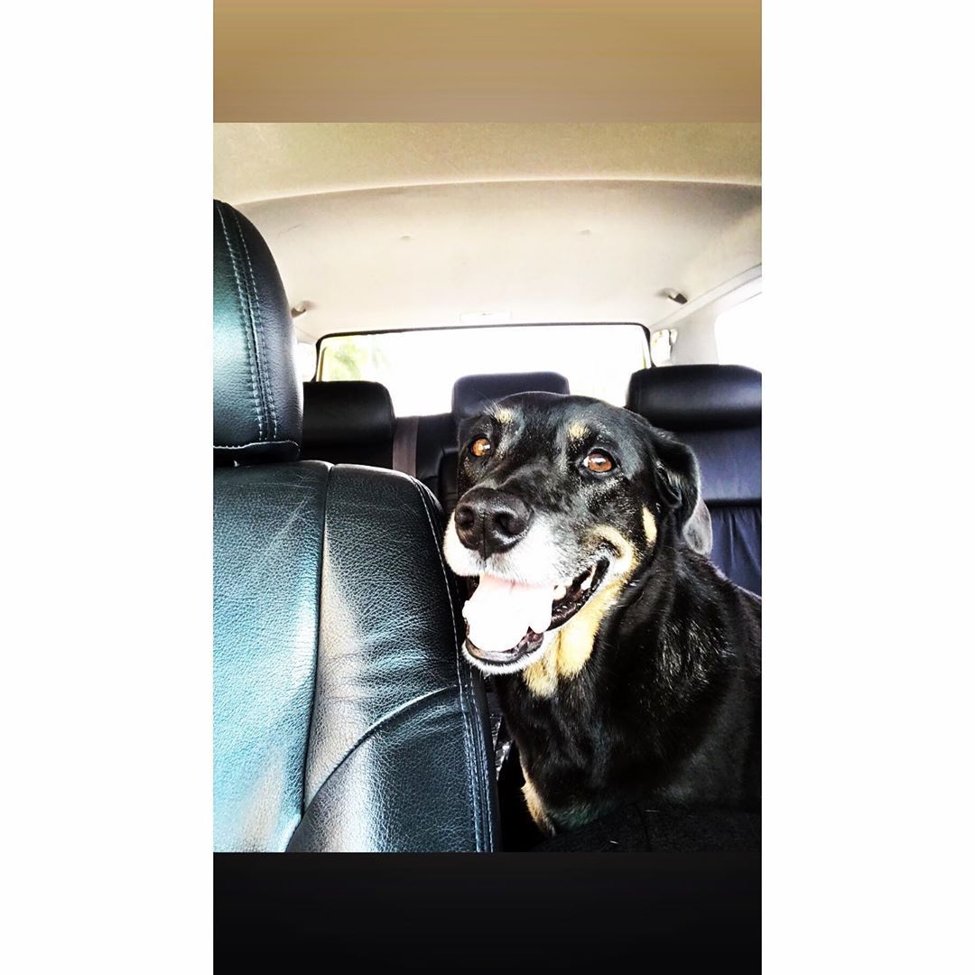 Happy Miss Leil 🐶   #leilanygrenmarmes #muttsofinstagram #leighbeetravel #dogsofinstagram