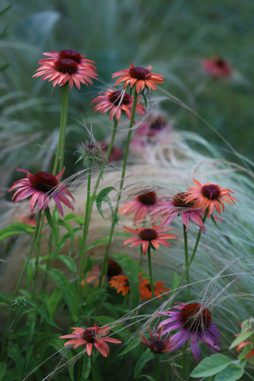 Summer -  it is here!!!Cheyenne Spirit Coneflower and her children starting out the season.&nbs