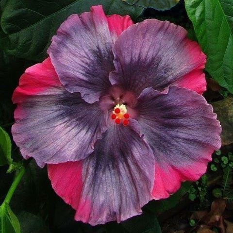 floralls:  Tropical Hibiscus II via  tezulaplants   