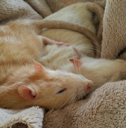 fanciest-rat:  Spooning. 