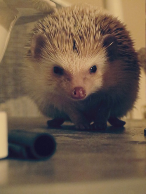 edgargoesbloopbloop:  Oh my god. *0*