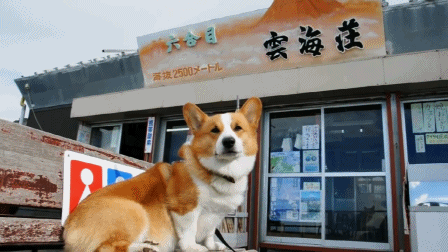 corgis-everywhere:[Top of Mt. Fuji]