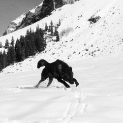 amaroqwolves:  Amaroq #snow #uppermidcontent #blackandwhite #wolfandsnow 