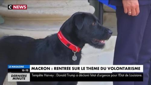 The French news channels doing closeups of Emmanuel Macron’s new rescue dog is journalism at its bes