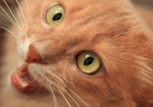 catsbeaversandducks:  Mocha is quite possibly the most photogenic cat ever. Photos by ©kawauso-papa 