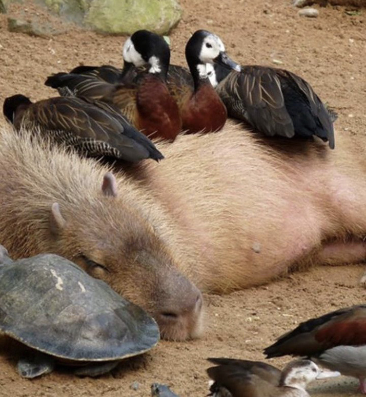 Porn photo happyheidi:Capybaras and friends ♡𝘊𝘢𝘱𝘺𝘣𝘢𝘳𝘢𝘴