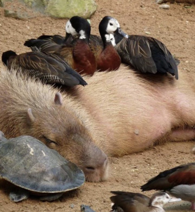 Sex happyheidi:Capybaras and friends ♡𝘊𝘢𝘱𝘺𝘣𝘢𝘳𝘢𝘴 pictures