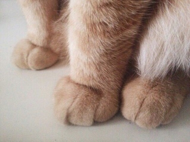 kittens-jpg:  S O F T 