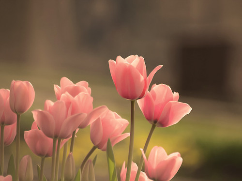 Tulips are forever my favorite flower.Rest in Peace, Magnito.❤️