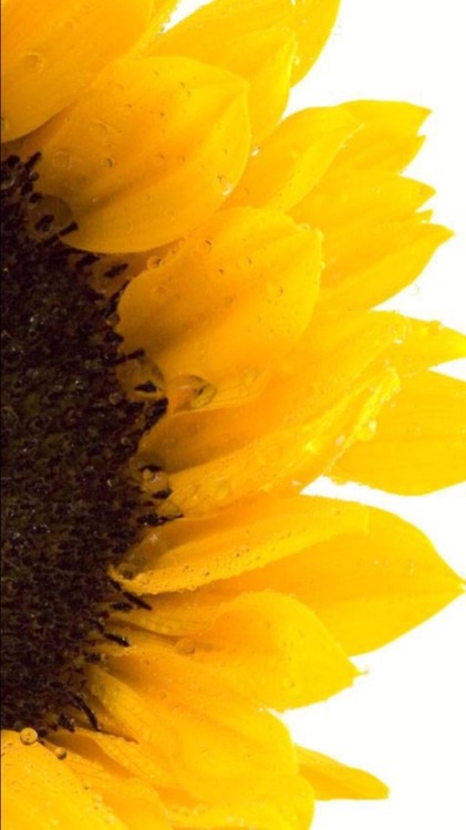 Porn photo minelockscreen: Sunflowers lockscreens 🌻