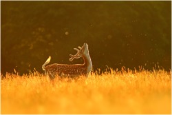 Delicious golden light (Fallow deer buck,