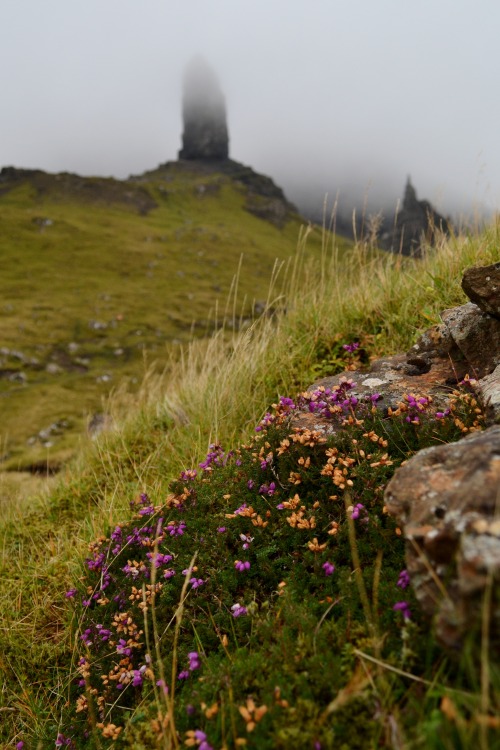 wanderingscientist: Some heather fading into autumn, with Old Man of Storr and Needle rock fading in