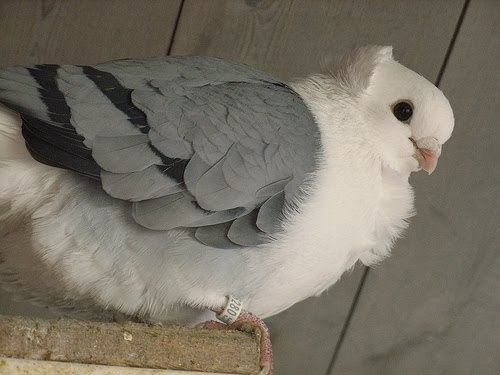 lostlegendaerie:  here are some pictures of old german owl pigeons to brighten your