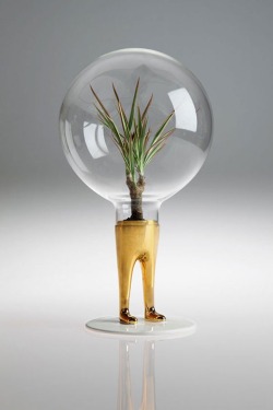bookofdesign:  Domsai “Plants with Pants”