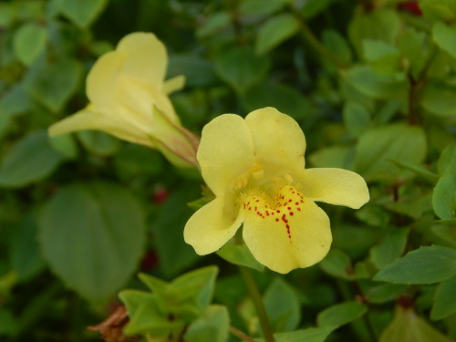 Erythranthe naiandina, apinankukka