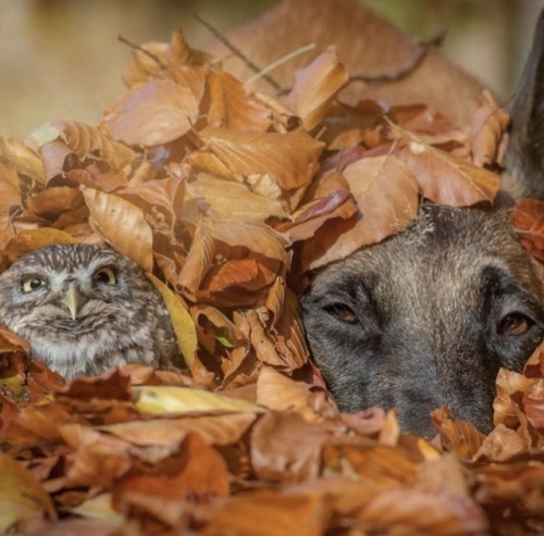 therablat:ravenhairedbeauty0114:animals-lovers:(Source)Puppy LoveOdd Couple.