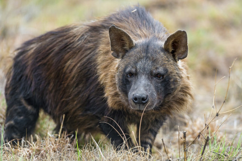 giraffeinatree: Attentive brown hyena (by Tambako the Jaguar)