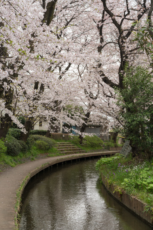 shinjjuku:Cherry blossoms and the Nikaryoyosui canal byBig Ben in Japan