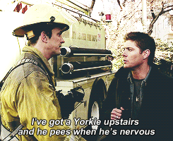 piesexualhunter:dean & yorkies
