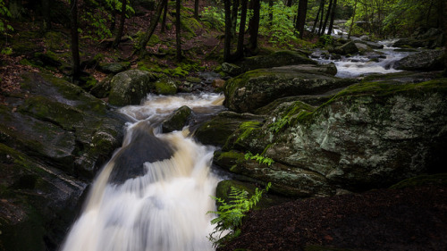 Enders State Forest by CM Murray on Flickr.