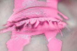 nevver:  Return to Magenta, Prue Stent