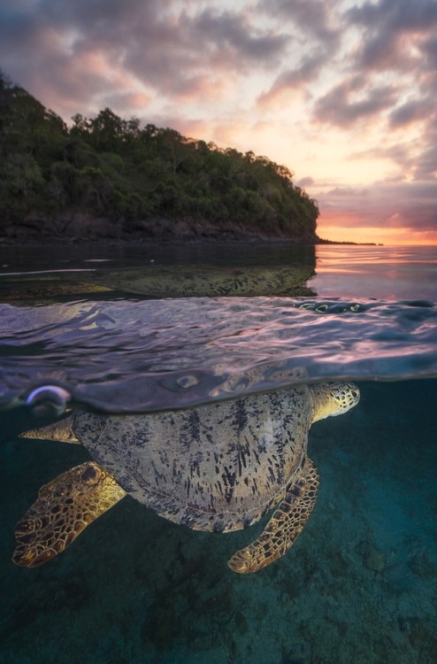 s-m0key: Over the surface - Sea Turtle | By - Gaby Barathieu