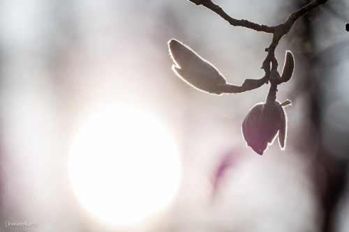 kwiatek: Sunset and Magnolia | Details || № I-III | Munich, March 2019