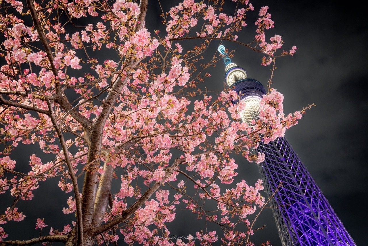 todayintokyo:Cherry blossoms and Tokyo Sky Tree by Twitter user wasabitool