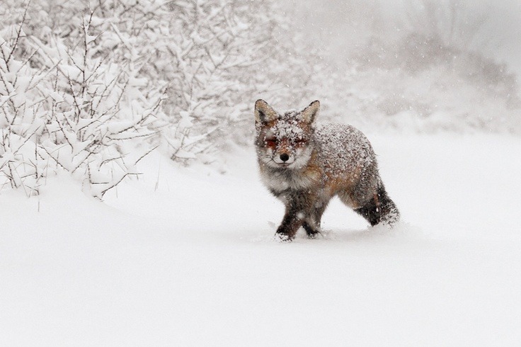 the-absolute-best-posts:  wolverxne: A Fox fantasy by: (Roeselien Raimond)