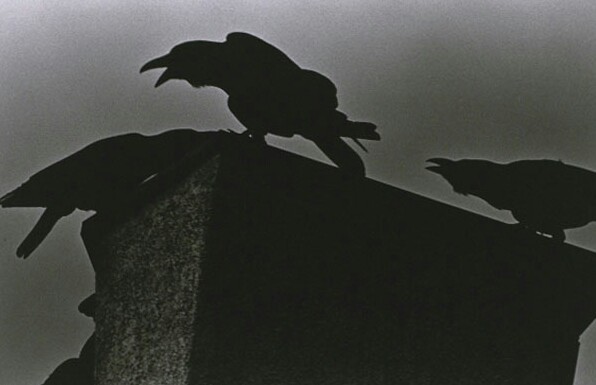 socialpsychopathblr:Karasu – Solitude Of Ravens, by Masahisa Fukase.Karasu is