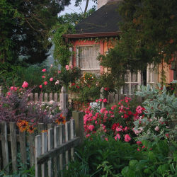 outdoormagic:  Flower Carpet roses in cottage